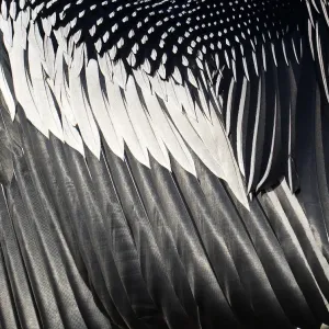 Close-up Print of Anhinga Wing Feathers Close-up Print of Anhinga Wing Feathers
