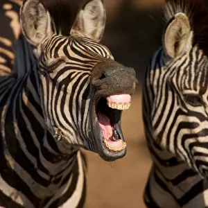A close-up of a Zebra showing its teeth, Isimangaliso, Kwazulu-Natal, South Africa