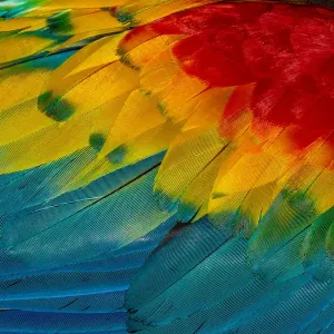 Close Up of Vibrant Coloured Feathers of Green Winged Macaw Close Up of Vibrant Coloured Feathers of Green Winged Macaw