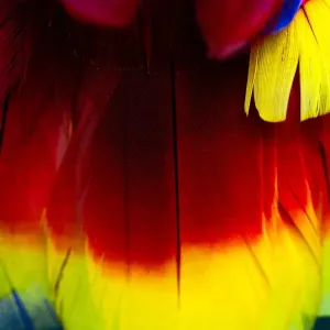 Close up of vibrant coloured feathers of green winged macaw Close up of vibrant coloured feathers of green winged macaw