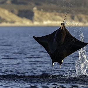 Close up view of a Munks devil ray(mobula munkiana) breaching in the early morning