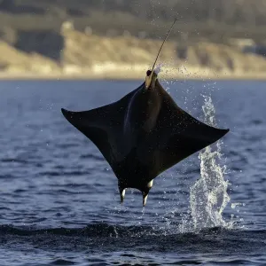 Close up view of a Munks devil ray(mobula munkiana) breaching in the early morning Close up view of a Munks devil ray(mobula munkiana) breaching in the early morning