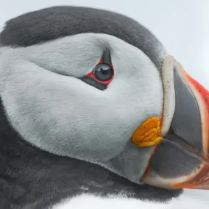 Close-up Puffin Face Print