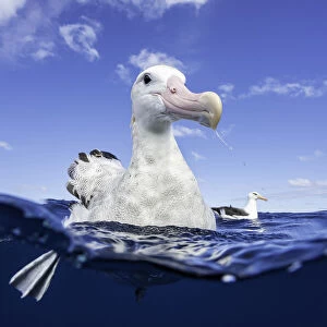 Close up of a wandering albatross floating on the waters surface, North Island