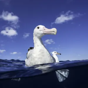 Cerca de una albatros errante flotando en la superficie del agua, Isla Norte, Nueva Zelanda. Cerca de una albatros errante flotando en la superficie del agua, Isla Norte, Nueva Zelanda.