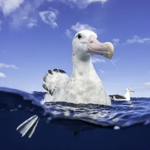 Wandering Albatross Print on Water Wandering Albatross Print on Water