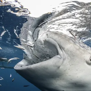 Cerca de una ballena azul alimentándose cerca de una red de pesca colgando de una plataforma flotante para la pesca, bahía Cenderawasih, Papúa Occidental, Indonesia. Cerca de una ballena azul alimentándose cerca de una red de pesca colgando de una plataforma flotante para la pesca, bahía Cenderawasih, Papúa Occidental, Indonesia.
