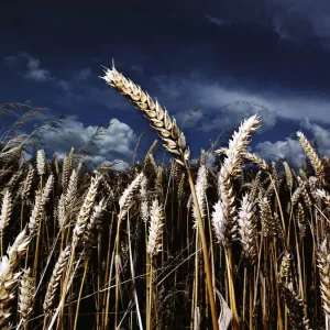 Close up of wheat Close up of wheat