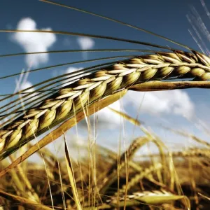 close up of wheat close up of wheat