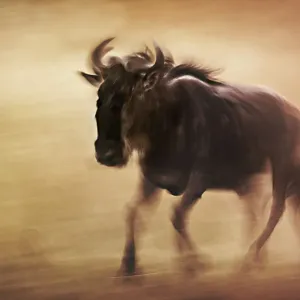 Close up Wildebeest Panned Motion Blur in Masai Mara, Kenya