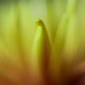 Close up of Yellow and Orange Chrysanthemum Flower Close up of Yellow and Orange Chrysanthemum Flower