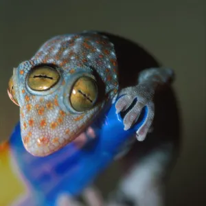 Closeup of gecko with three eyes