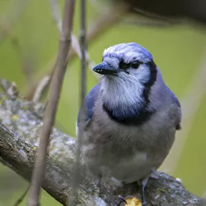 Closeup photo of Blue Jay bird