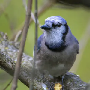 Closeup photo of Blue Jay bird