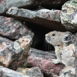 Pika Pika