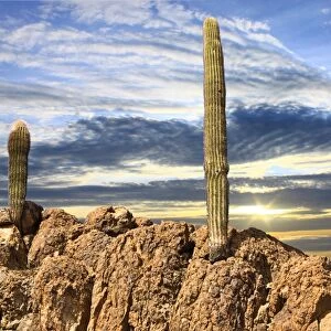 Closeup Saguaro Cactus on Rugged Rocky Peak