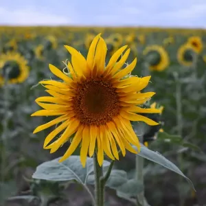 Ritratto ravvicinato di un solo girasole in un campo di girasoli, Inghilterra. Ritratto ravvicinato di un solo girasole in un campo di girasoli, Inghilterra.