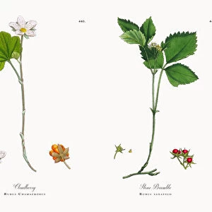 Cloudberry, Rubus Chamaemorus, Victorian Botanical Illustration, 1863