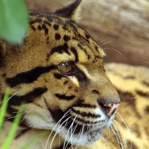Clouded Leopard Clouded Leopard