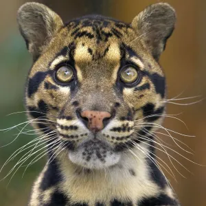 Nature & Wildlife Framed Print Collection: Clouded Leopard