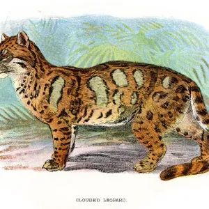 Le puma nuageux - Neofelis nebulosa. Le puma nuageux - Neofelis nebulosa.