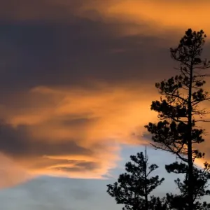 Cloudy sky at sunset with trees Cloudy sky at sunset with trees