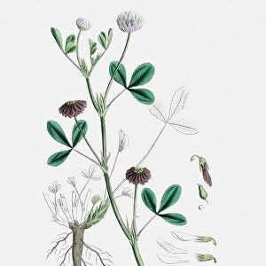 Clover plant 19th century illustration