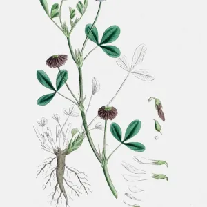 Clover plant 19th century illustration Clover plant 19th century illustration