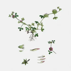Clover plant 19th century illustration Clover plant 19th century illustration