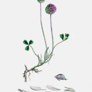 Clover plant 19th century illustration Clover plant 19th century illustration