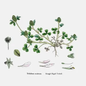 Clover plant 19th century illustration Clover plant 19th century illustration