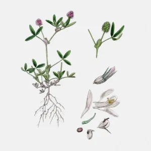Clover plant 19th century illustration Clover plant 19th century illustration