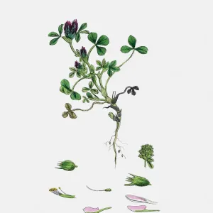 Clover plant 19th century illustration Clover plant 19th century illustration