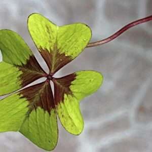 Clover, trefoil -Trifolium-, close-up, lucky charm