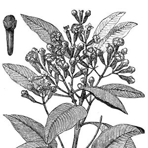 Cloves or Syzygium aromaticum or Eugenia aromaticum or Eugenia caryophyllata