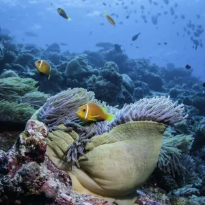 Clown Fish And Anemone Clown Fish And Anemone