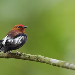 Club-winged Manakin