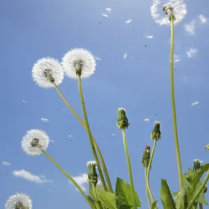 Dandelion Cluster Print Dandelion Cluster Print