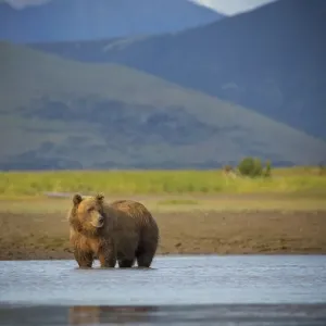 Coastal Brown Bear Print, Katmai National Park Coastal Brown Bear Print, Katmai National Park