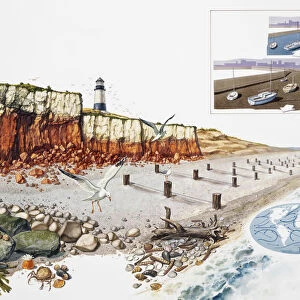 Coastline showing cliffs, beach, lighthouse, wildlife and waters edge