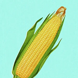 Cob of Corn