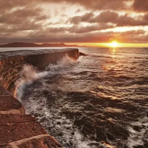 Cobb Dorset
