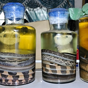Cobras in alcohol, energy drink, health drink, Vietnam, Asia