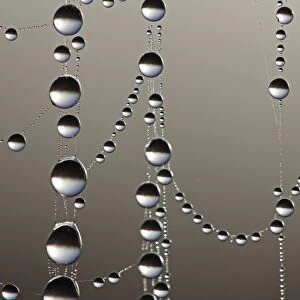 Cobweb with dew drops, macro shot