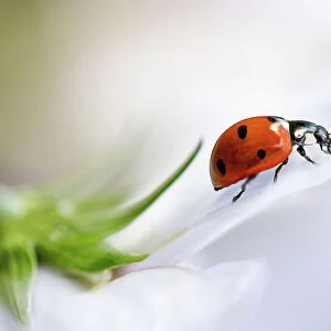 Coccinellidae Septempuntata, commonly known as a ladybird or Ladybug resting on a Cosmos flower