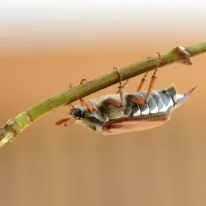 Cockchafer Print - Melolontha melolontha Insect Photography