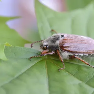 Cockchafer Print - Melolontha melolontha Insect Photography