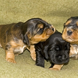 Cocker Spaniels, dog breed, puppies