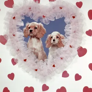 COCKER SPANIELS LOVE COCKER SPANIELS LOVE