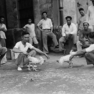 Cockfighting in the Philippines 1930